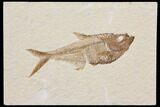 Diplomystus Fossil Fish - Wyoming #116768-1